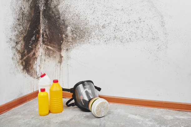 Best Local Mold Removal Service  in Larch Y, WA