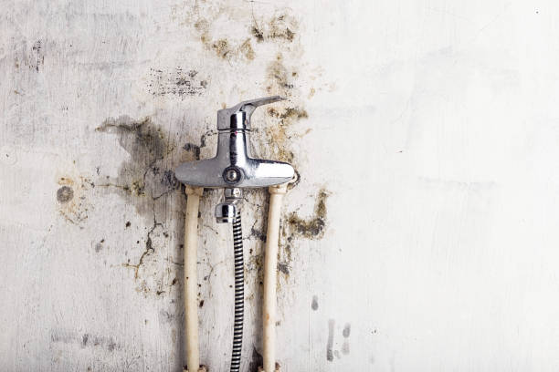 Best Mold Remediation  in Larch Y, WA