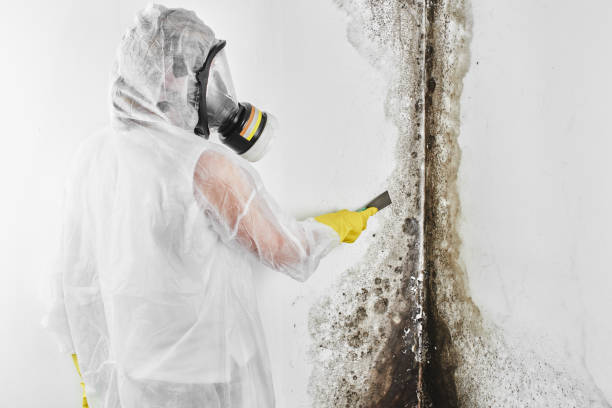 Home Mold Removal in Larch Way, WA