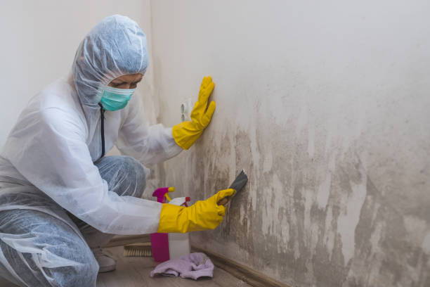 Best Attic Mold Removal  in Larch Y, WA