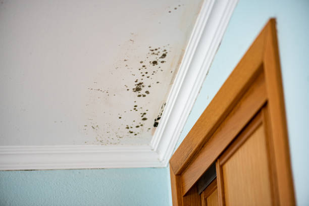 Best Fast Mold Removal  in Larch Y, WA