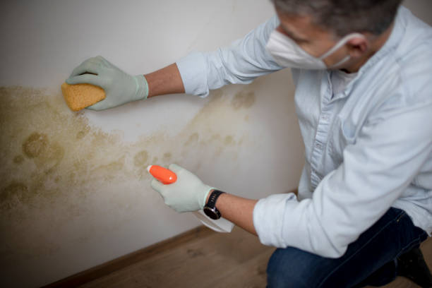 Best Toxic Mold Removal  in Larch Y, WA