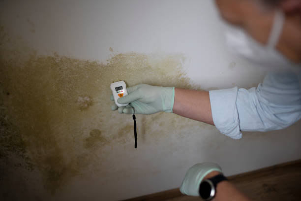 Best Affordable Mold Removal  in Larch Y, WA