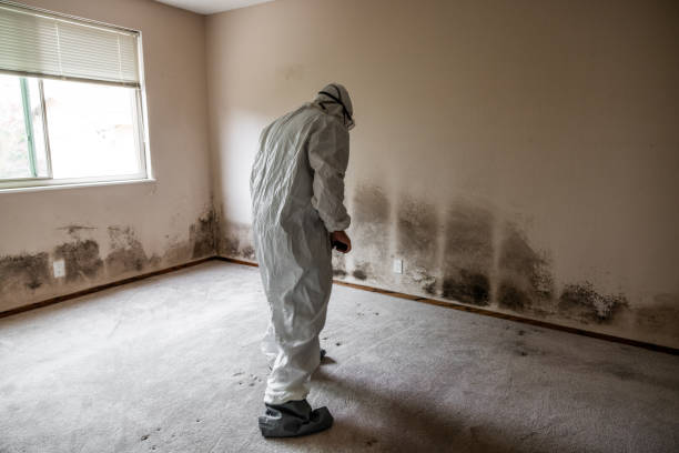  Larch Y, WA Mold Removal Pros