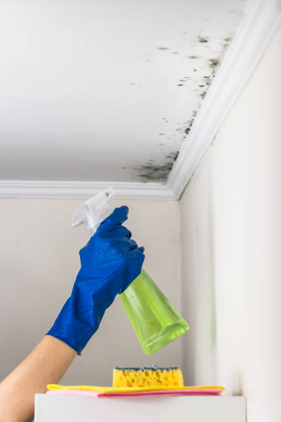 Best Mold Testing  in Larch Y, WA